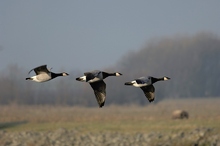 Überflieger