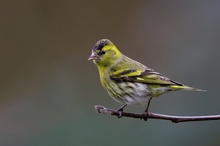 Erlenzeisig (Carduelis spinus)