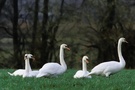 Höckerschwäne (Cygnus olor)