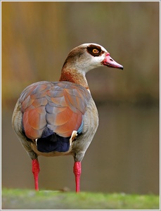 Nilgans (wildlife)