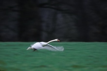 startender Schwan in der Dämmerung