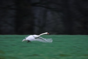 startender Schwan in der Dämmerung