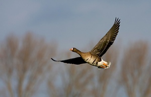 Blessgans im Vorüberflug