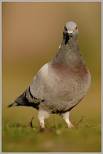 Felsentaube (Strassentaube) (Columba livia)