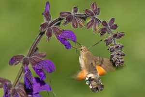 Taubenschwänzchen