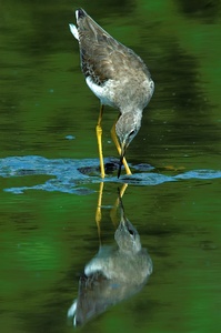 Gelbschenkel (Tringa flavipes)