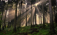 Gegenlicht auf dem kleinen Feldberg im Taunus