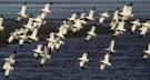 Formationsflug Säbelschnäbler 2