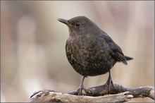 Amsel - Weibchen