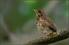 Juvenile Wachholderdrossel