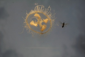 Süßwasserqualle mit Fliege