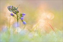 Parfum de printemps