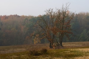 Herbst auf der Düne