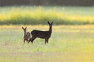 Rehe