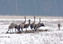 Leise rieselt der Schnee...