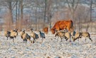 Kraniche und Mutterkuh mit Winterkalb...