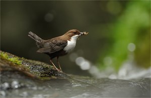 Wasseramsel