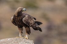 Steinadler auf Stein