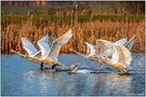 Beim Abflug zur Nahrungssuche