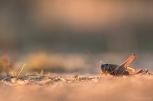 Auf dem Sandweg