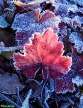 frosted leaf