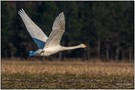 Singschwan im Abflug