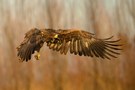 Seeadler