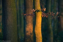 Frühlingsonne im Winter auf Herbstlaub