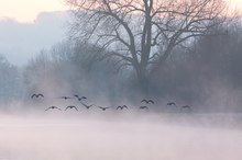 Linienflug