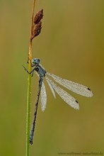 Glänzende Binsenjungfer (Lestes dryas)