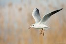 Lachmöwe (Larus ridibundus)