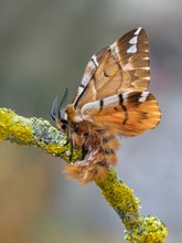 Bald fliegen sie wieder,