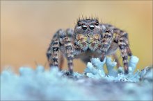V-Springspinne