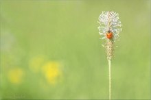 mit einer Marienkäferbrosche