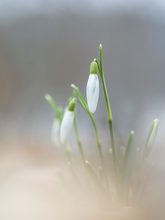 Schneeglöckchen