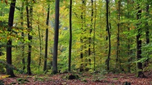 Herbstlicher Wald