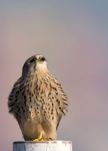 Turmfalke (Falco tinnunculus)