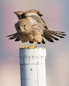 Der bevorzugte Ansitz des Falken. . .