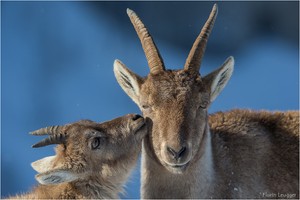 ~ Kleine Zärtlichkeit ~