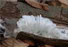 Zuckerwatte aus dem Wald