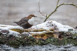 Wasseramsel Rückblende