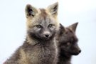 Silver-Phase-Red-Fox
