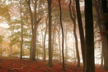 Herbstwald auf Rügen