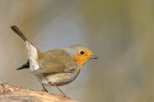 Rotkehlchen (Erithacus rubecula)