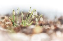 Ein Hauch von Frühling