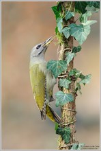 Grauspecht (Picus canus)