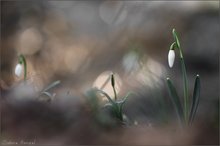 ~ Leuchten im Auwald ~