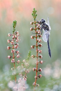 Schwarze Heidelibelle