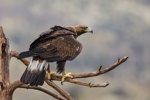 Steinadler