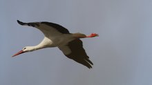 Storch im Winterquartier